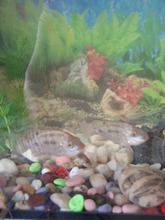 Продам рыбок Телапии