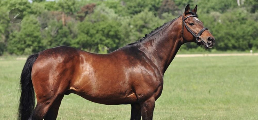 Тойлар бор,арендага берилади,сотилади хам.