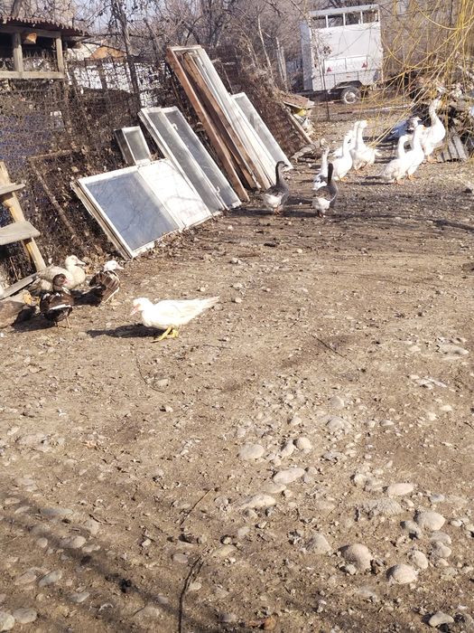 Продам гусынь ..