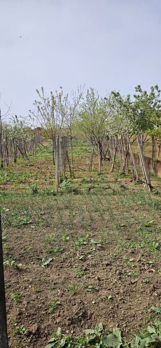 Vând casa cu teren în Simian