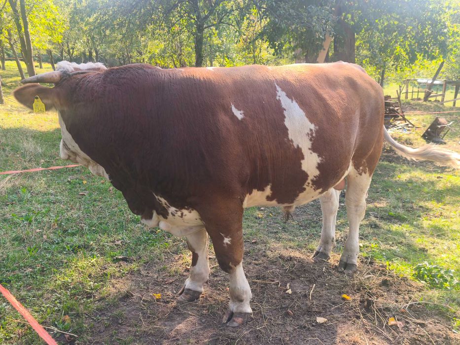 Vând vițel in vârsta de 13 luni...700kg