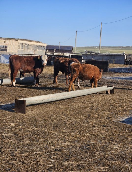 В продаже бычки в количестве 13