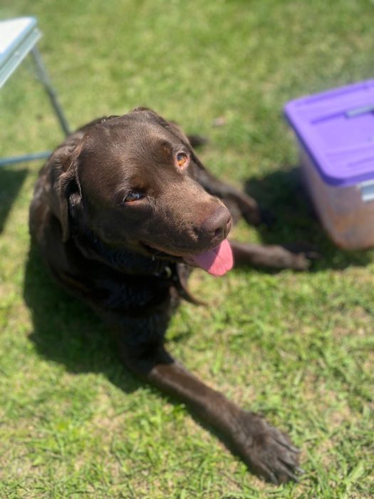 Отдам лабрадора, девочку