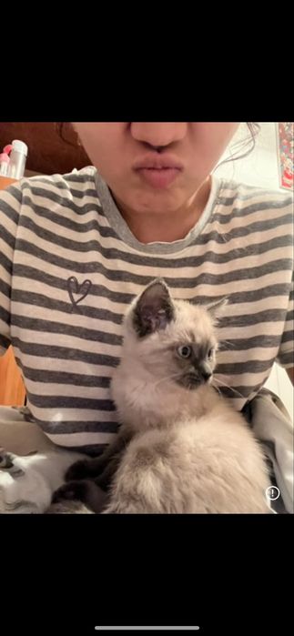 Кот дадим в хорошие руки