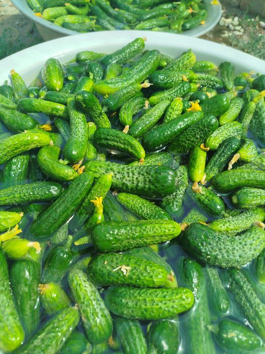 Закрутка банок саления