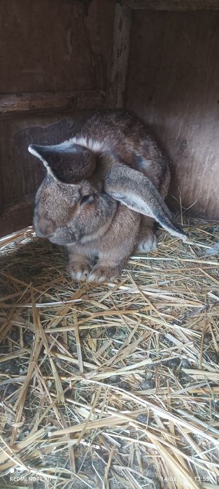 Quyon bolalari sotiladi