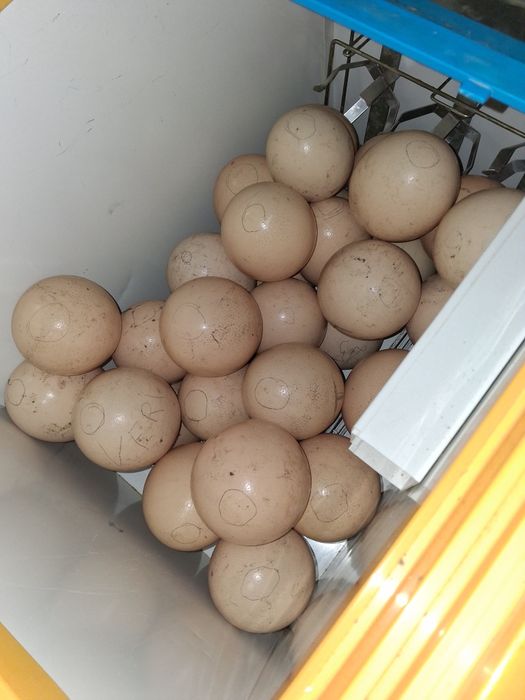 Pui de struț  de vânzare!