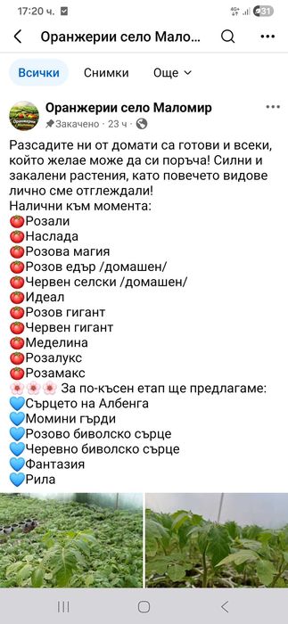 Продаваме Разсад- Домати