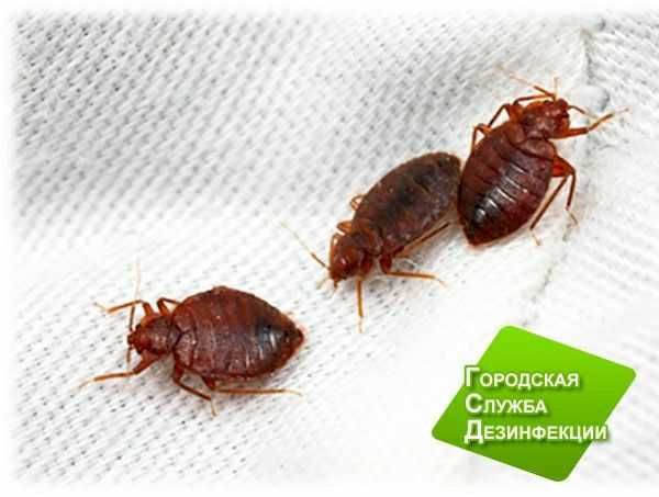 Дезинфекция Дезинсекция Dezinfeksiya Dezinseksiya (без запаха)