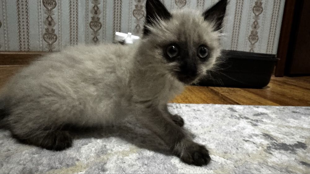 Сиамский котенок ДАРОМ