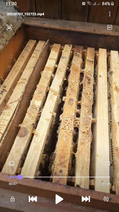 Buxoro vil. Kogon t.da Asalori oilasi sotiladi 1 ta ramkasi 150 000 co