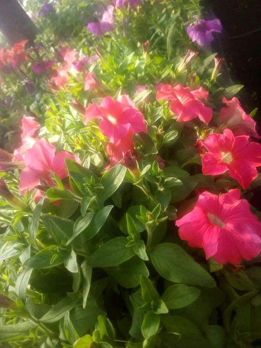 Цветы петунья и ТД.