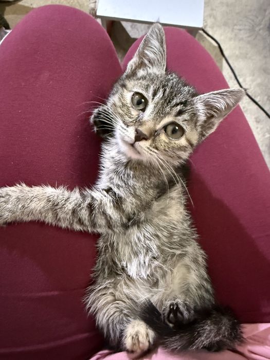 Кошечка в добрые руки