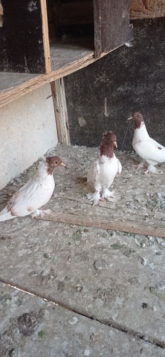 Молодняк это года