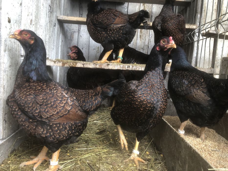 Oua pentru incubat rase deosebite