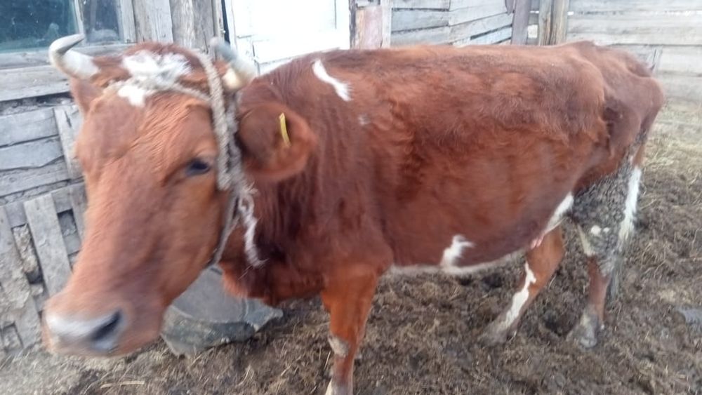 Продам корову с телёнком  бык, бычок,