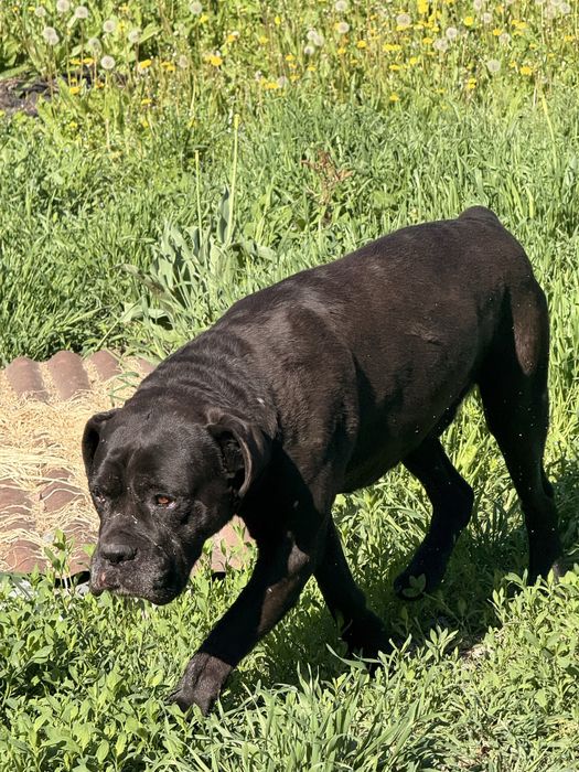 Итальянский Кане Корсо