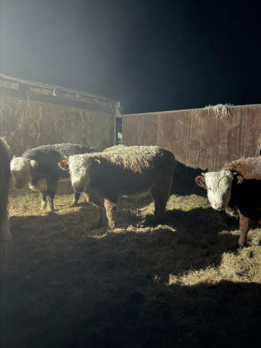 Продам бычков с откорма на племя