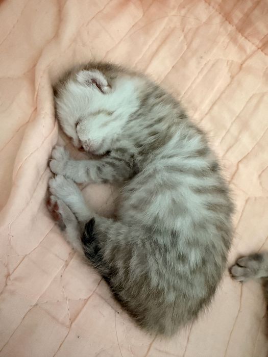 Британские вислоухие котята