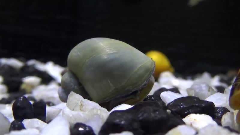 Чёрные ампулярии улитки для аквариума