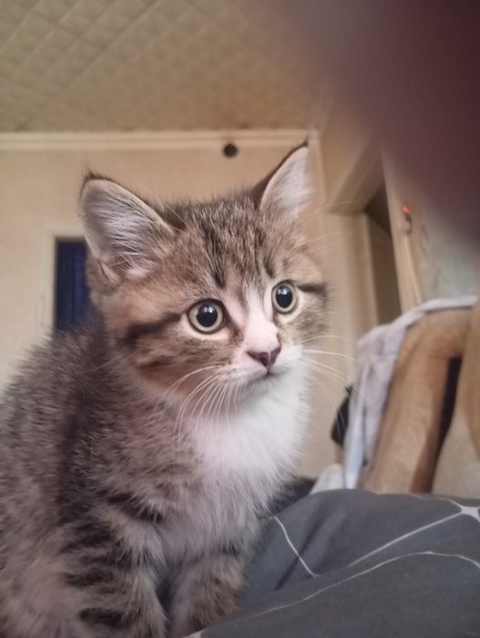 Подарю кошечку, 2 месяца