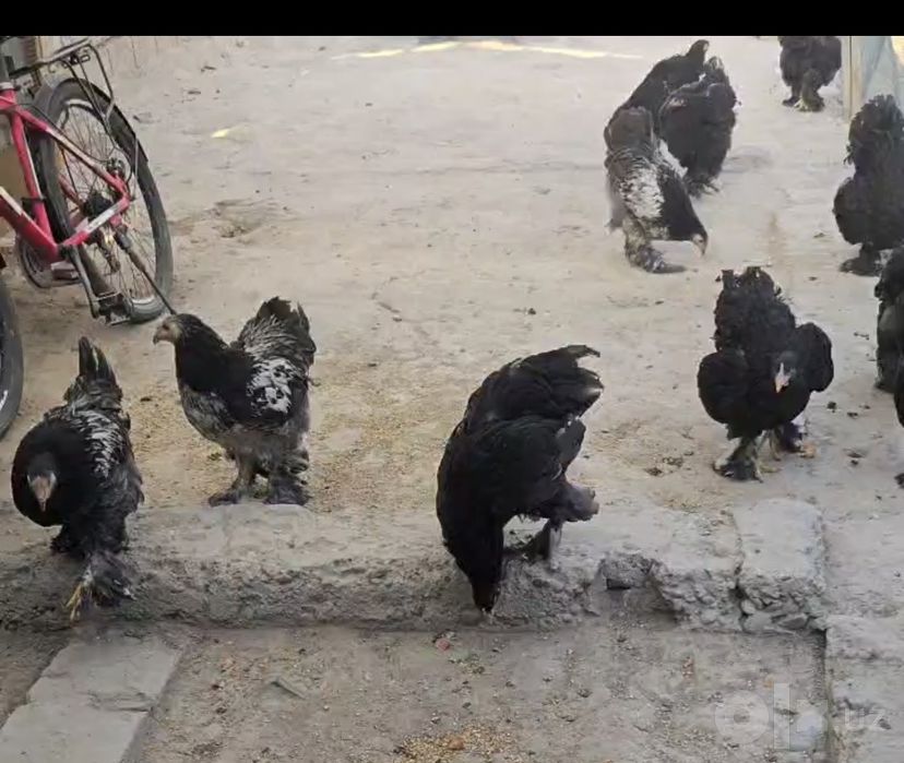 Brama joja xorozla sotiladi.