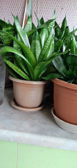 Продаются комнатные цветы