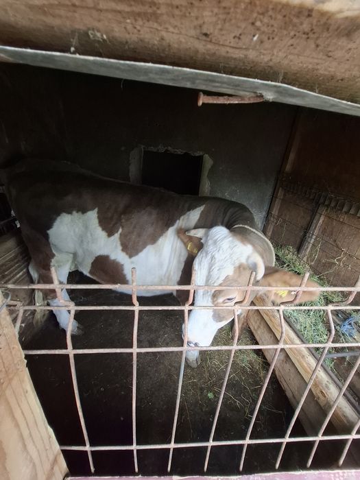 Vând vitea are 2 ani