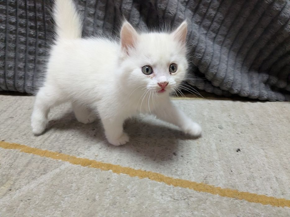 белые котята, 3 кота