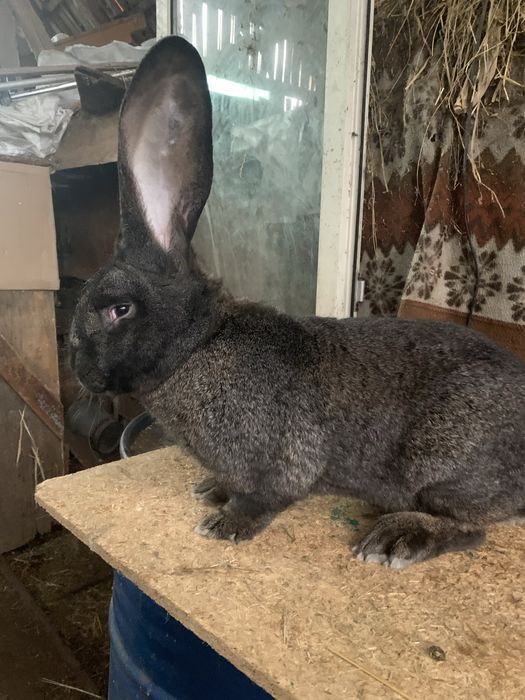 Vand iepuri urias german