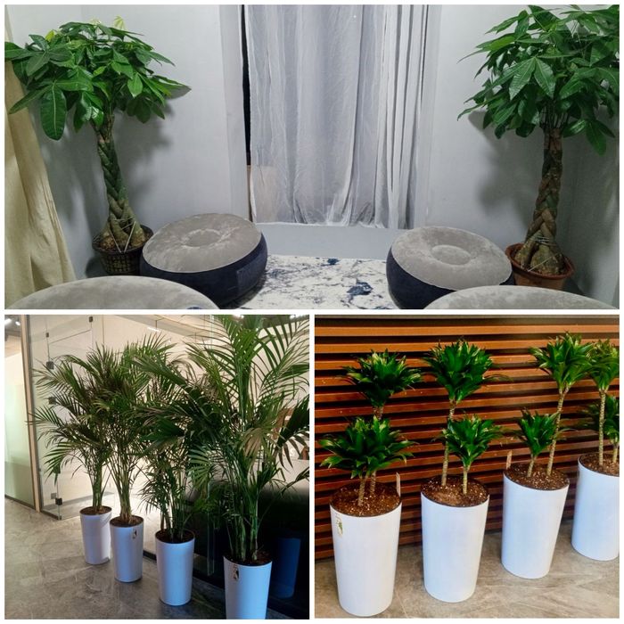 Цветы офисные растения Ofis gullari GUL Оптом!