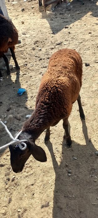 Қасапшы. Қой соямыз