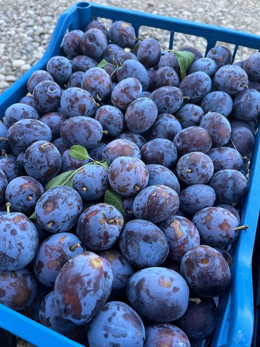 Vând prune - Vintileanca, Sahateni