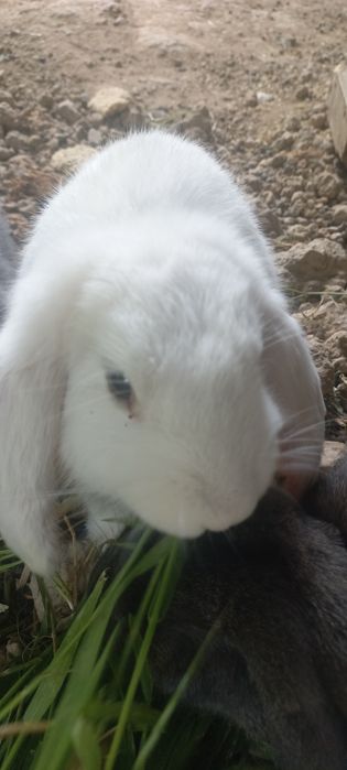 Кролики 2,5 месяца