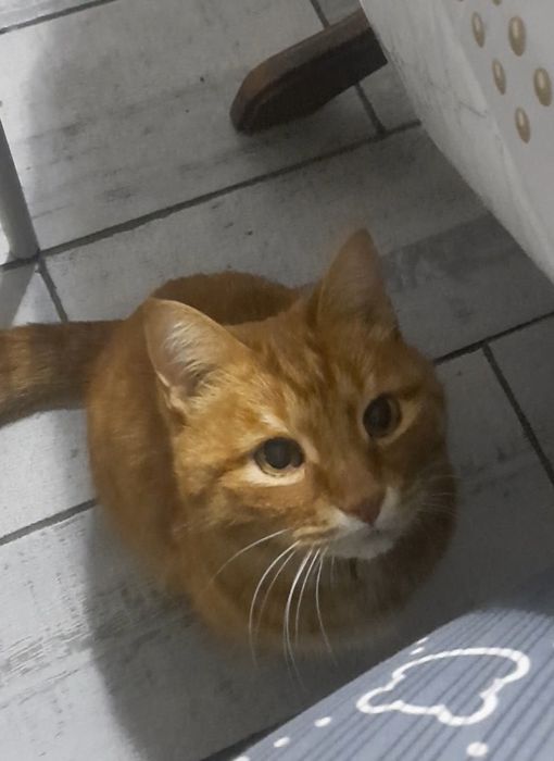 Отдаём кота в добрые руки