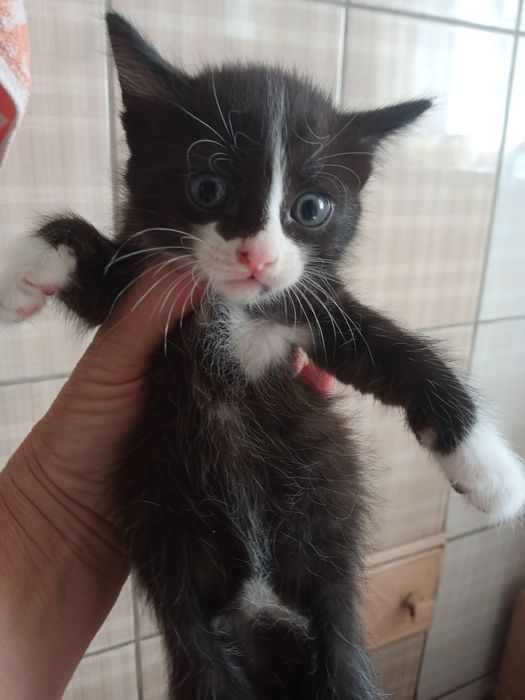 Отдам котят, бесплатно