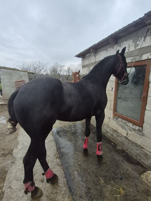 Vand armasar metis fe frizian