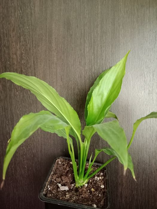 Коланхоэ, женское счастье, алоэ