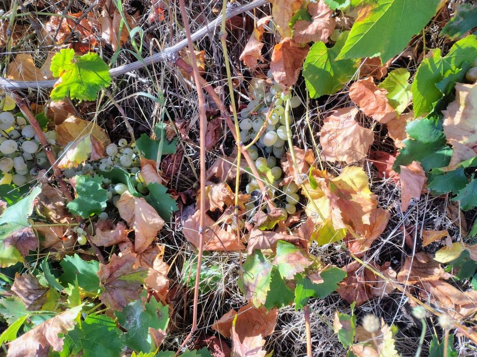 Лозе 1.5 дек град Перущица