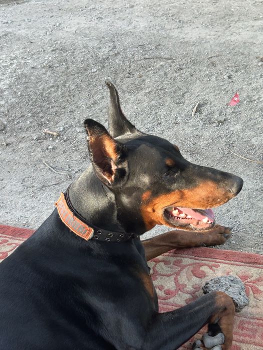 Доберман ищет подружку