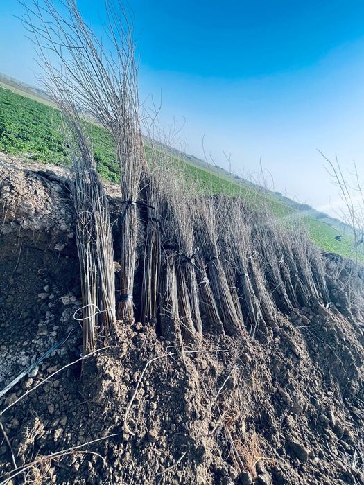 Tut ko'chatlari optom