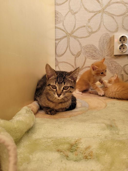 Котенок 3 месяца