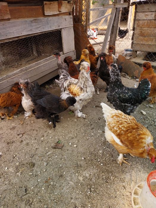 Oua pentru incubat de la gaini motate