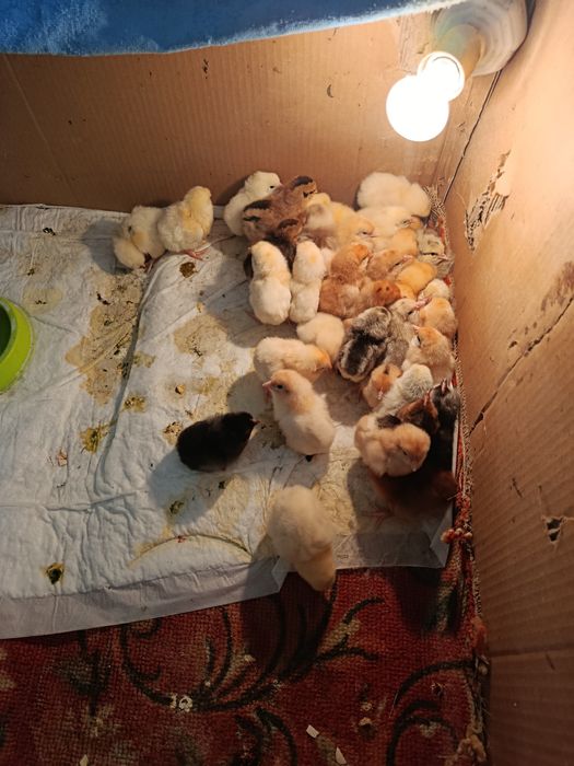 Циплята суточные.