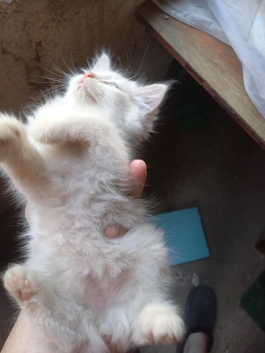 Котенок белый пушистый мальчик