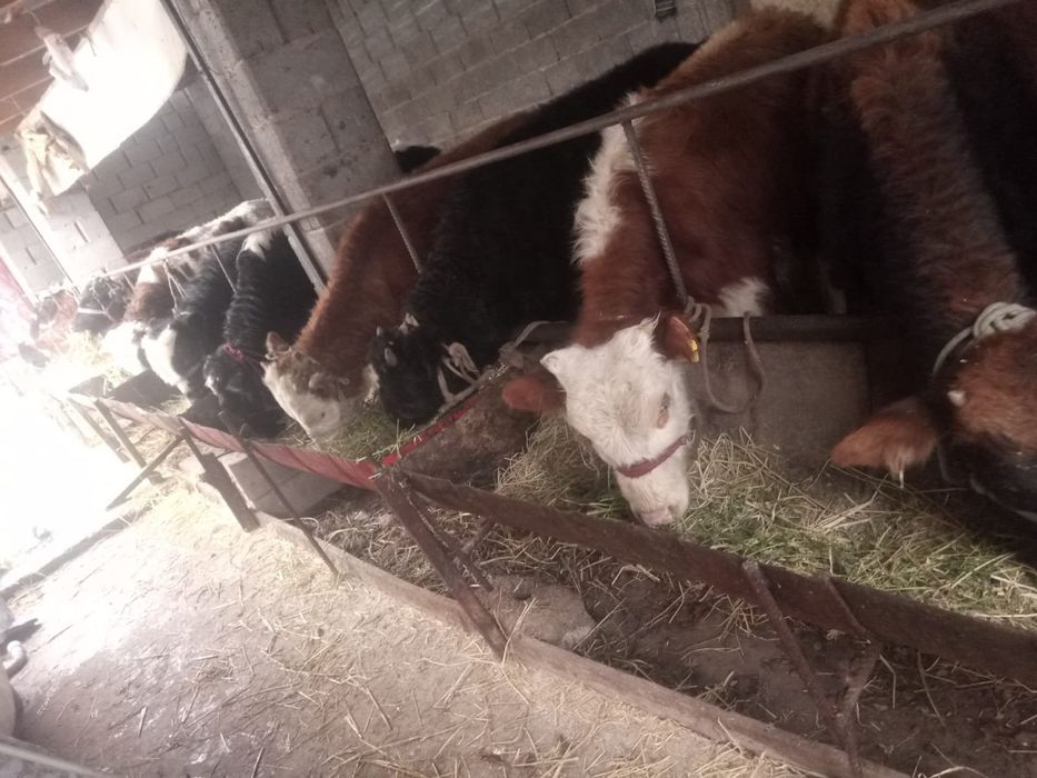 Бүқалар сатылады