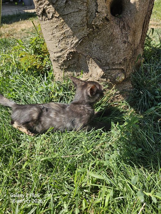 Котенце с три лапички
