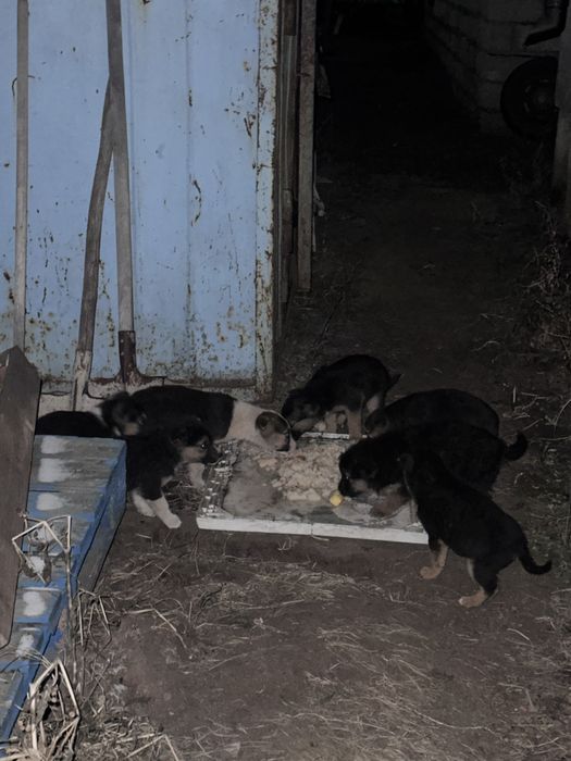 Щенята щенята щенята