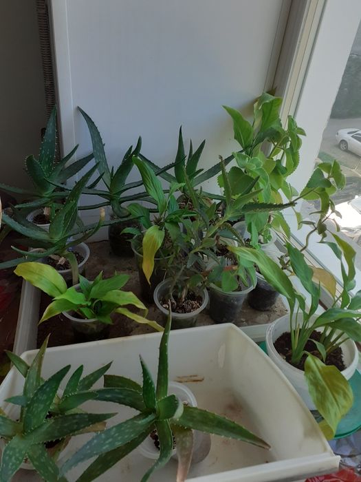 Продам недорого комнатные цветы