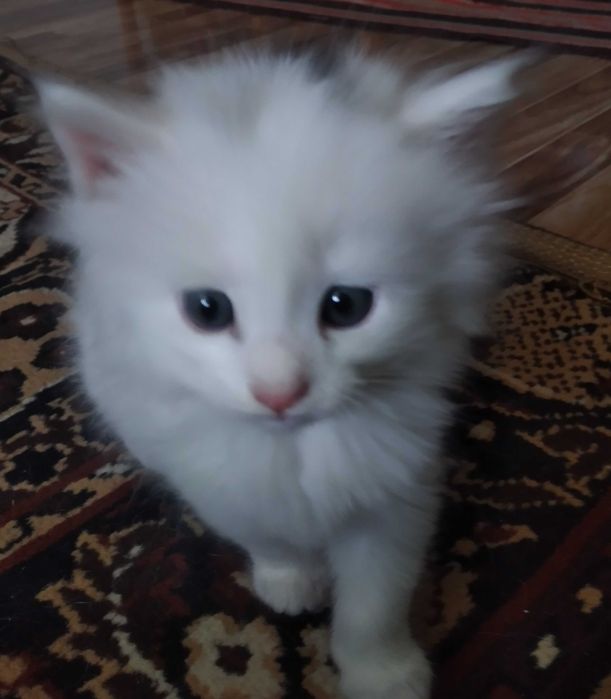 Котята.Симпатичные, домашние